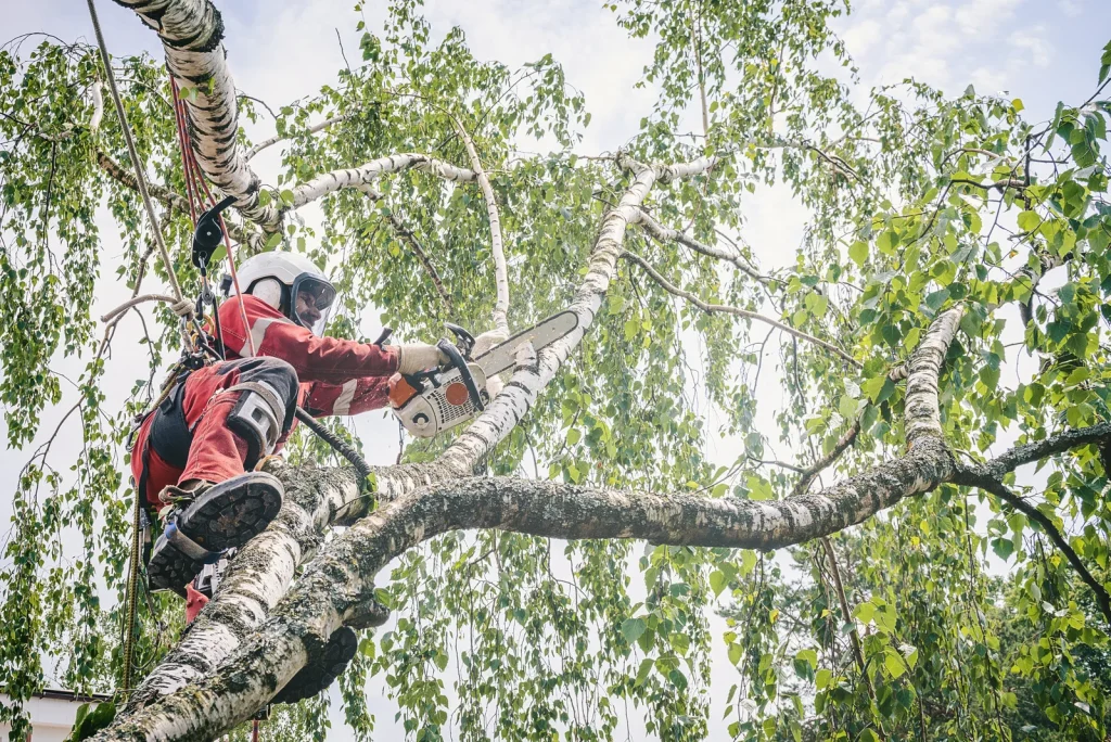 Tree Removal Near Me in Naperville
